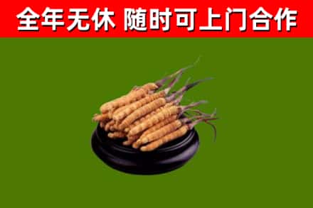 淄博市回收散虫草